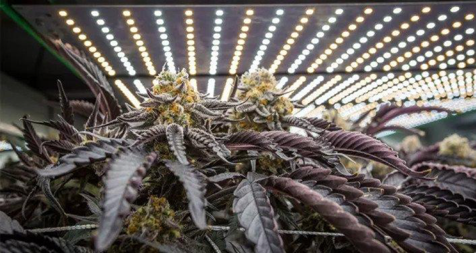 Marijuana indoor growing