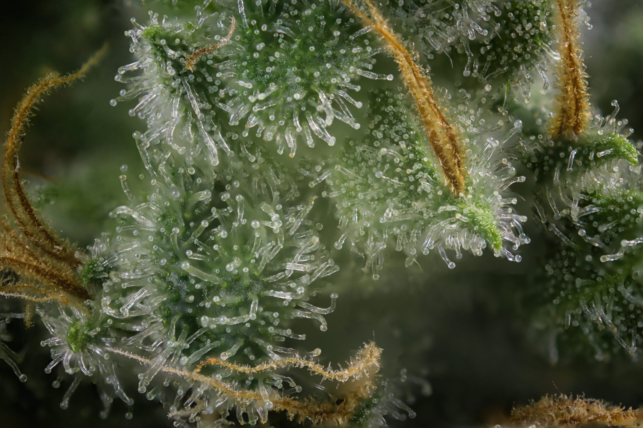 Macro shot of Cannabis Bud